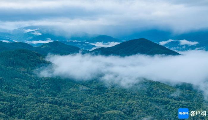 原创组图丨鹦哥岭雨林云雾弥漫 宛如仙境