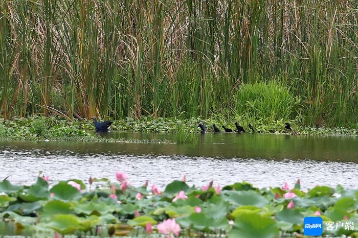 薛美丽：听声辩鸟，湿地绽放的“美丽之花”
