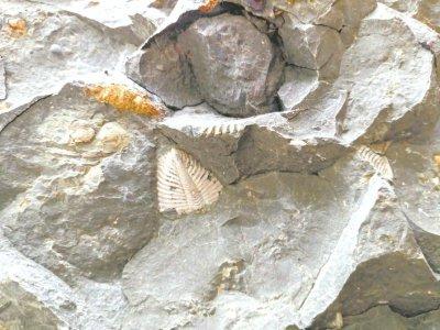 化石见证地球生物霸主的变迁