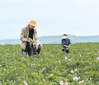 青海省互助县蔡家堡乡：“小洋芋”闯出大市场