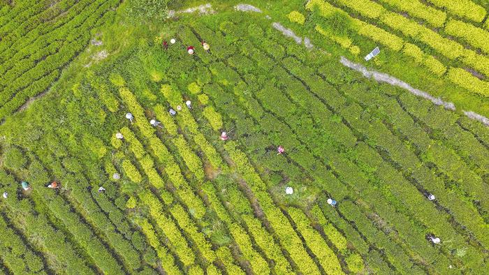 ​贵州省铜仁市建立“抹茶资源与知识产权司法保护基地” 通过司法护航“绿色企业+生态品牌”