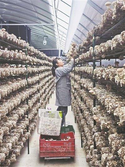 系统攻关打通食用菌全产业链研发成果支撑我国食用菌产量增长2.38倍