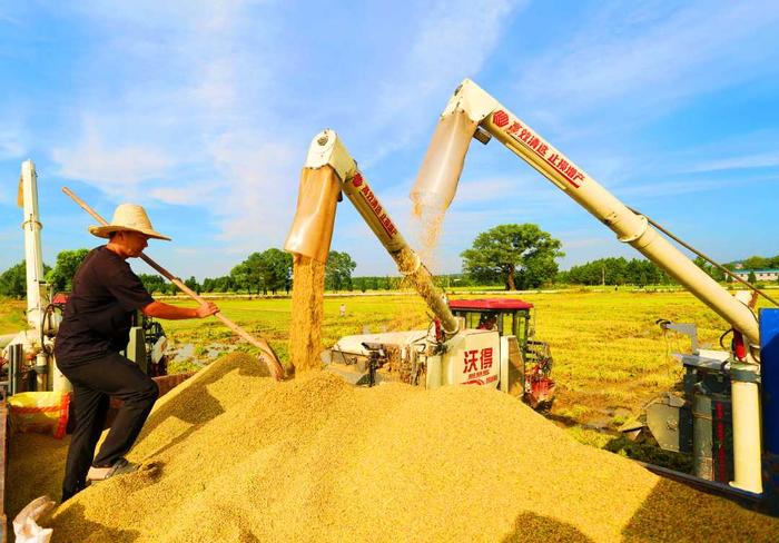 江西吉安：13.8万亩早稻开镰收割