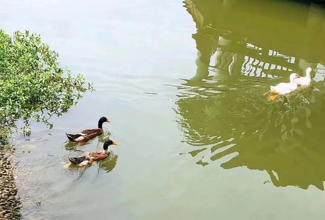 上海鲜为人知的避暑好去处！就在这个溯溪胜地、竹林秘境→