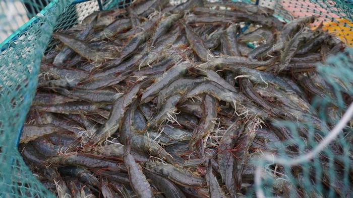 高原鱼虾“游进”寻常百姓家 珠海援藏力量填补西藏水产养殖产业化空白