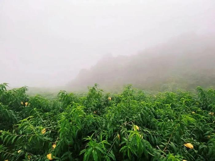 桃界“顶流”玉露仙，正在走出奉化的山