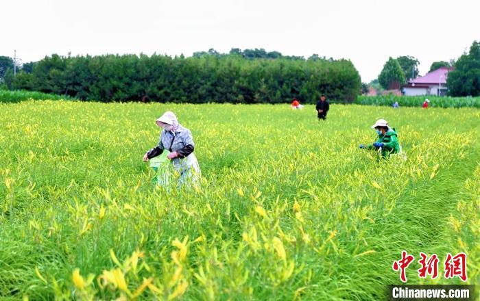 甘肃黄土高原近万亩黄花迎采收季 黄花菜“不凉”促增收