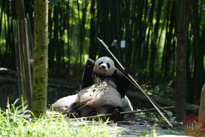 C视频丨咔嚓咔嚓 大熊猫的“吃播”周末吸粉无数