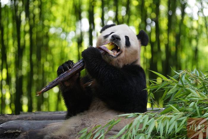 C视频丨咔嚓咔嚓 大熊猫的“吃播”周末吸粉无数