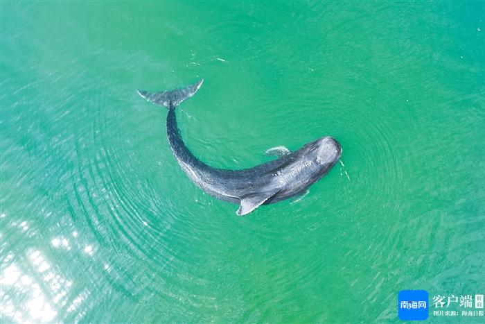 专家确认“海棠”已回归短肢领航鲸常态栖息地