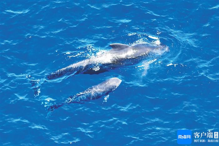 专家确认“海棠”已回归短肢领航鲸常态栖息地