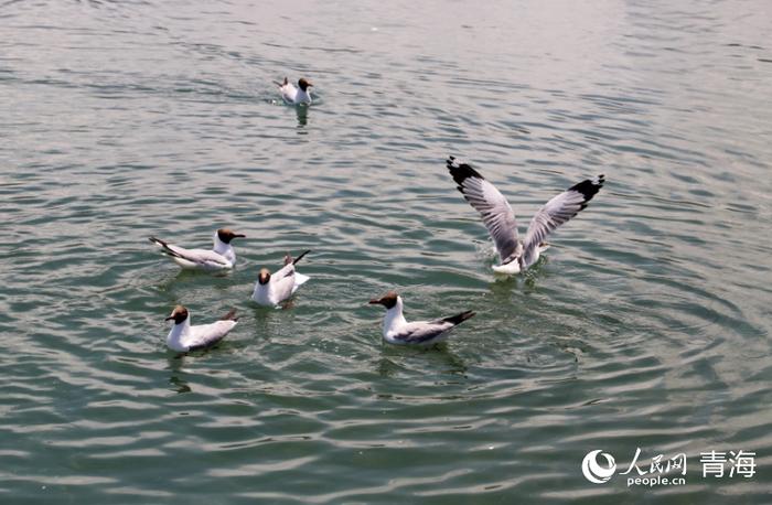 活力青海 | 护好中国最大湖泊的万顷碧波