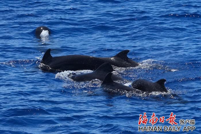 “鲸喜”连连见证海洋生物多样性之美