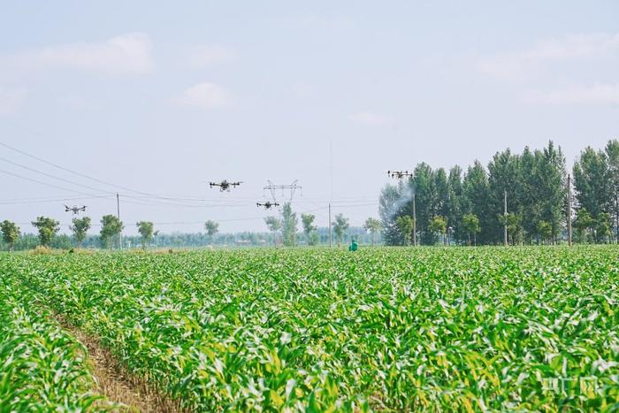 【新时代中部崛起看河南】亩产增加20% 濮阳玉米地里隐藏了什么高科技？