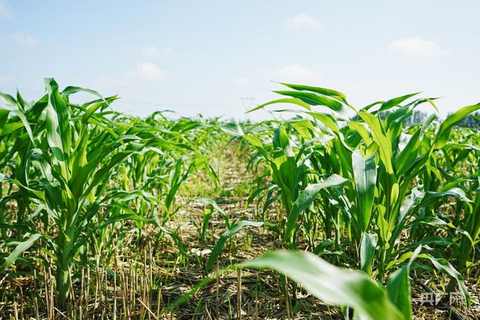 【新时代中部崛起看河南】亩产增加20% 濮阳玉米地里隐藏了什么高科技？