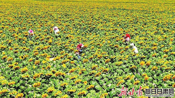 【图片新闻】高台县黑泉镇北部滩1000多亩向日葵竞相绽放