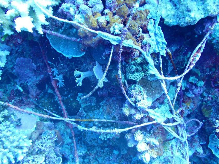 科考报告：菲方军舰长期非法“坐滩”，已严重破坏仁爱礁珊瑚礁生态系统