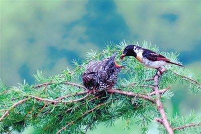 小楼听雨听新旧 云海乘风乘古今