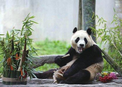 为什么要提高大熊猫的觅食难度？ 来了解下动物的“丰容”知识