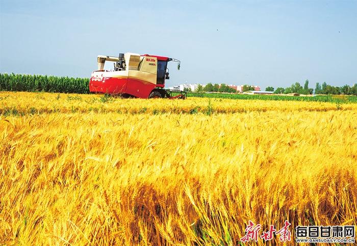 【图片新闻】"三夏"时节 张掖甘州区4.45万亩春小麦进入收获期