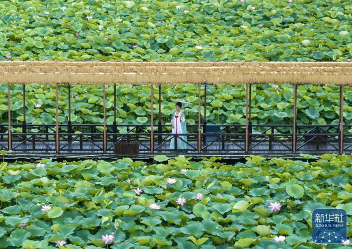 夏日乡村美景引游人