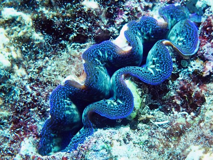《黄岩岛生态环境评估报告》：今夏黄岩岛珊瑚可能面临更大的热胁迫压力