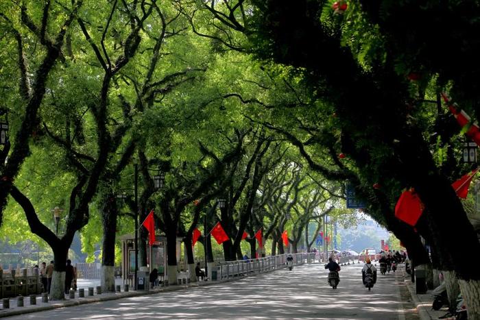 这些浪漫阴凉的“隧道”，是桂林给所有人的专享福利！