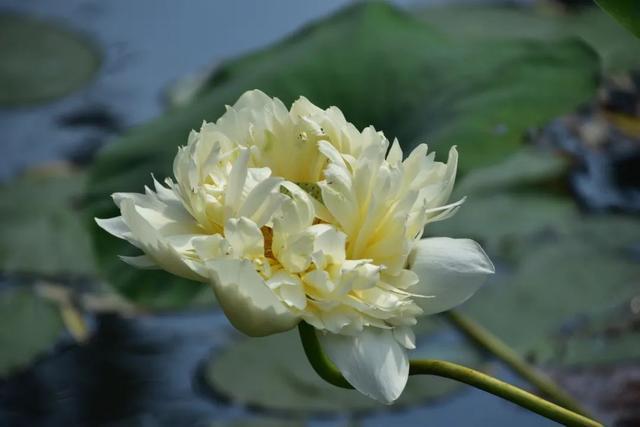 赏花区域扩大~共青森林公园荷花进入最佳观赏期