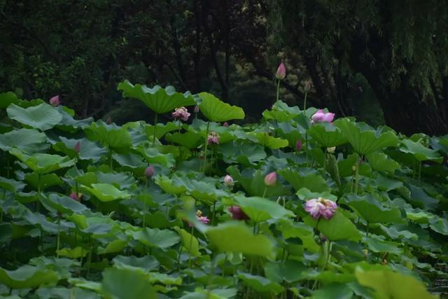 赏花区域扩大~共青森林公园荷花进入最佳观赏期