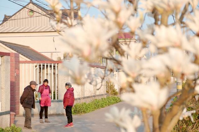 党建引领聚合力 科学规划谋发展——崇明区竖新镇跃进村奋力打造和美乡村生活圈