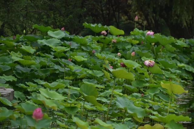 赏花区域扩大~共青森林公园荷花进入最佳观赏期