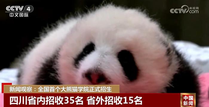 全国首个大熊猫学院正式招生 130秒一起详细了解↓↓↓