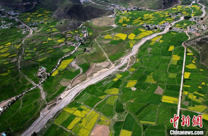西藏拉萨：油菜花盛放绘就美丽乡村