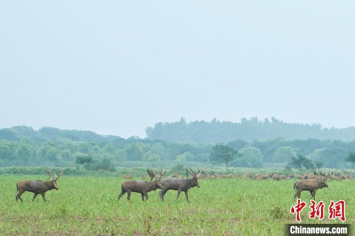 湖北石首：成群麋鹿悠然觅食