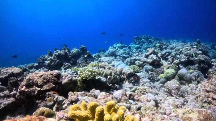 首次公开发布！专家：中方对黄岩岛有效管控促进了生态保护