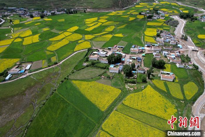 西藏拉萨：油菜花盛放绘就美丽乡村