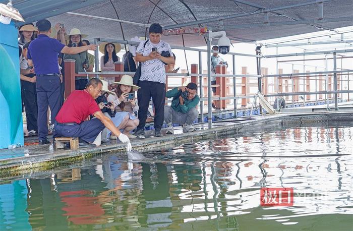 鹿鸣呦呦，江豚逐浪！荆楚大地成为“湿地精灵”栖息乐园