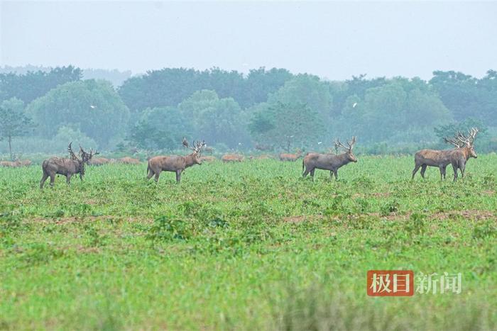 鹿鸣呦呦，江豚逐浪！荆楚大地成为“湿地精灵”栖息乐园