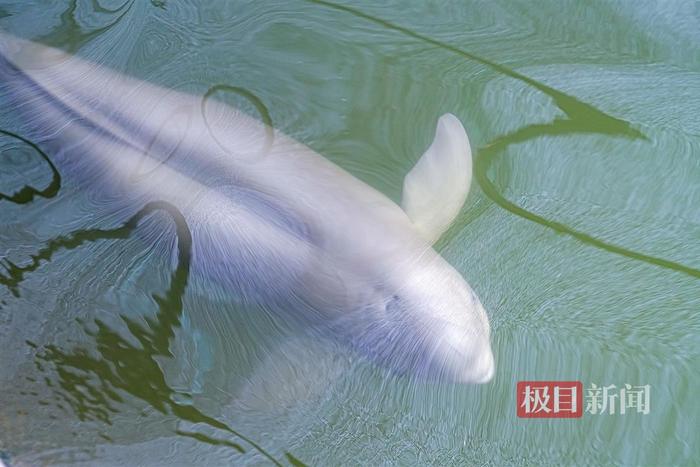 鹿鸣呦呦，江豚逐浪！荆楚大地成为“湿地精灵”栖息乐园