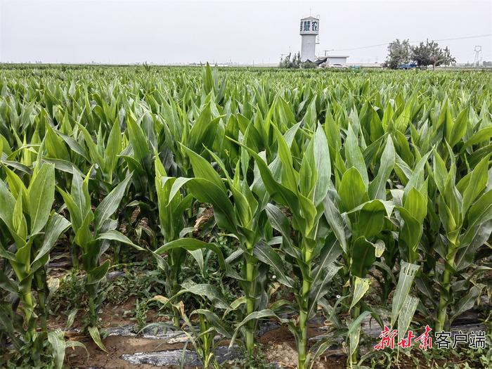 机忙人不忙 农机当主角！甘肃首个玉米制种无人化农场取得新进展