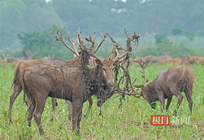 鹿鸣呦呦，江豚逐浪！荆楚大地成为“湿地精灵”栖息乐园