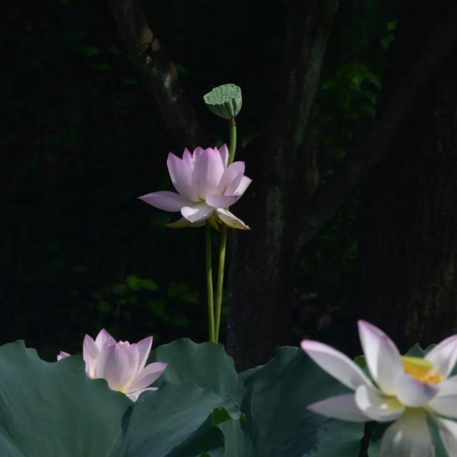 赏花区域扩大~共青森林公园荷花进入最佳观赏期