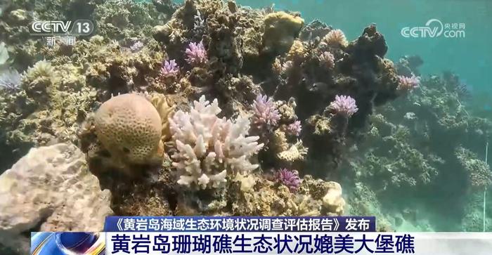 首张“体检报告”发布！中方保护下黄岩岛生态系统生机勃勃