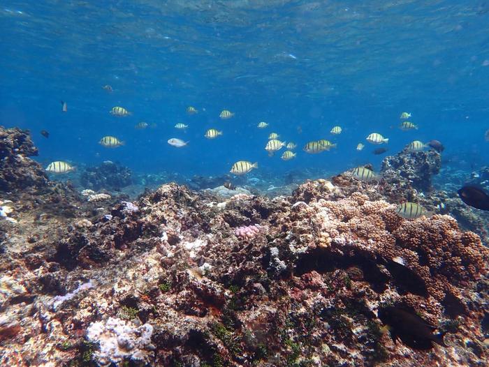 首次公开发布！专家：中方对黄岩岛有效管控促进了生态保护