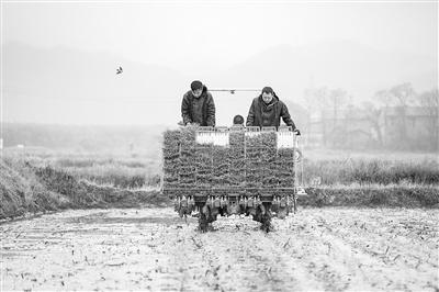 智能设计育种技术实现水稻抗“镉”——“生物技术兴农”系列报道之三