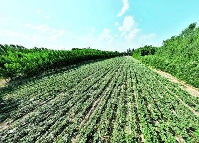 央媒省媒看聊城丨高唐县三十里铺镇王架子村: 沙土地结出“富裕果”