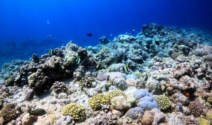 《黄岩岛生态环境评估报告》：今夏黄岩岛珊瑚可能面临更大的热胁迫压力
