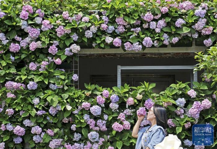 夏日乡村美景引游人