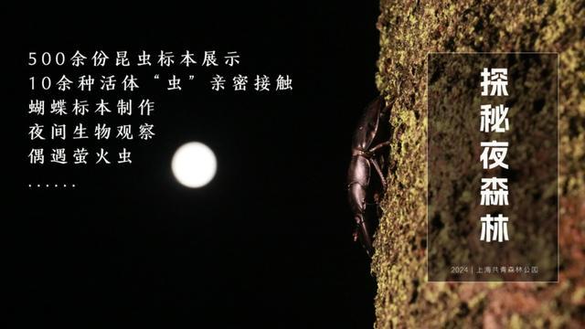 探秘夜森林新一轮招募即将开启！附首周回顾