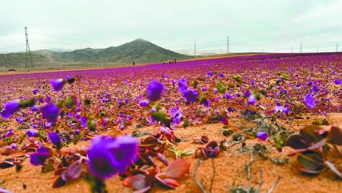 世界“干极”阿塔卡马沙漠提前开花